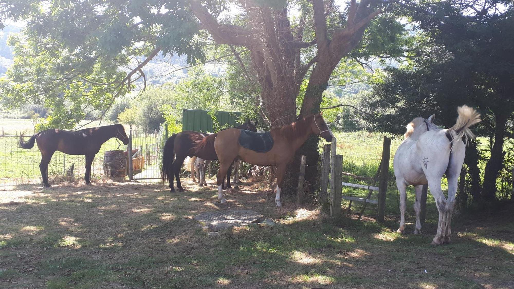 Apartamento Rural Zuri Cotorrio Exteriör bild